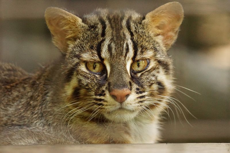 Mèo báo Tsushimayama